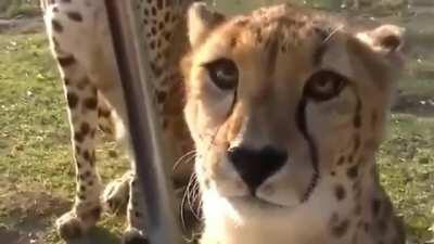 Ace players with below one K/D be like.....