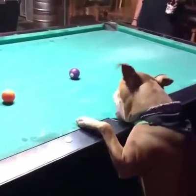 Um cachorro jogando sinuca
