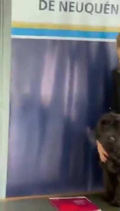 En Neuquén le dieron un cargo a un perrito y juro ante el poder judicial