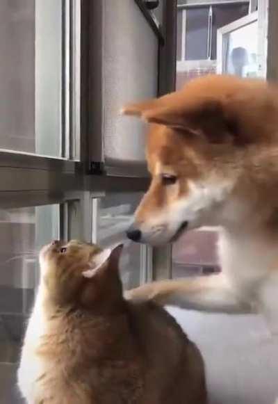 Doggo tries to help bird-obsessed kitty to un-derp.