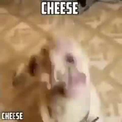 What if... I dropped the hent*i box link 😳👌