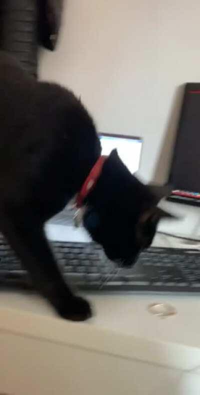 This isn’t our cat but she/he thinks they are 😈