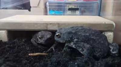 The offensive actions of a friend