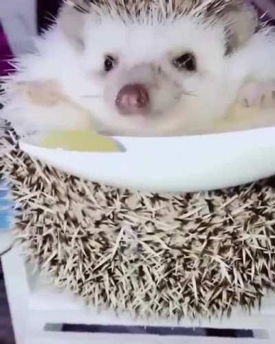 Happy Hungry Hedgehog