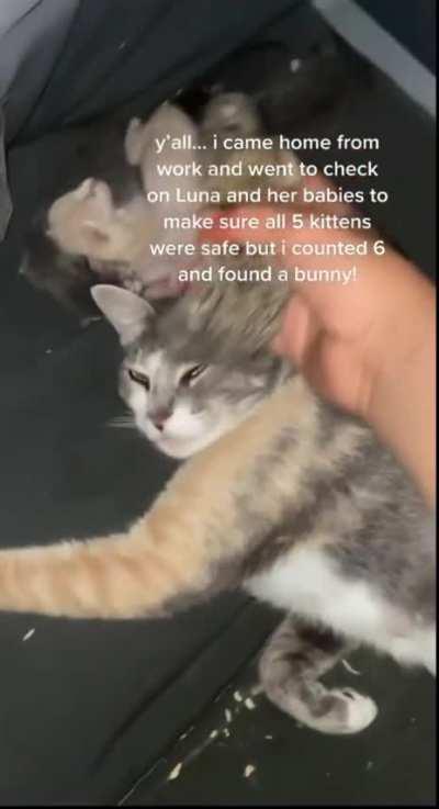 Checking Up On A Cat And Her Newborns