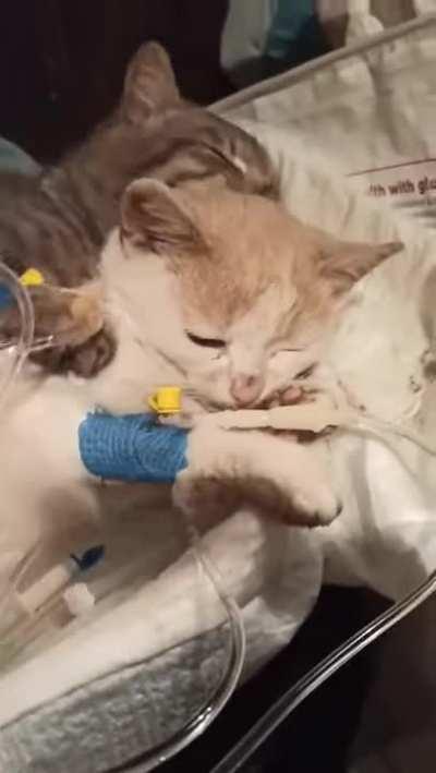 Cat comforts buddy after they were rescued from freezing on the streets of Ukraine