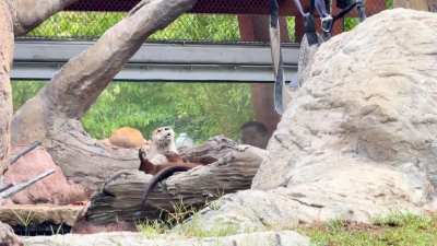 I give youz chin scritches frien, den bitez your ear…