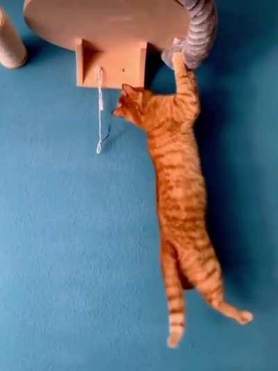 Snatching Victory From The Paws Of Defeat