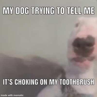 Omg Walter ur so cute wen u do dat. I want treat boy? Walters been sleeping for 3 days he&rsquo;s very tired 😳👌🏽😂🤭