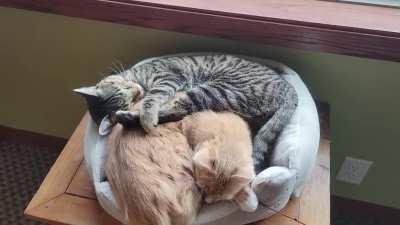 There are beds all over the house