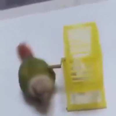 Bu kuş neden böyle amk