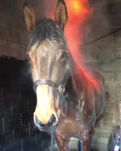 Hot horse in cold weather