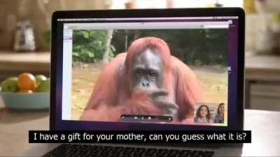 Orangutan talks to deaf girl