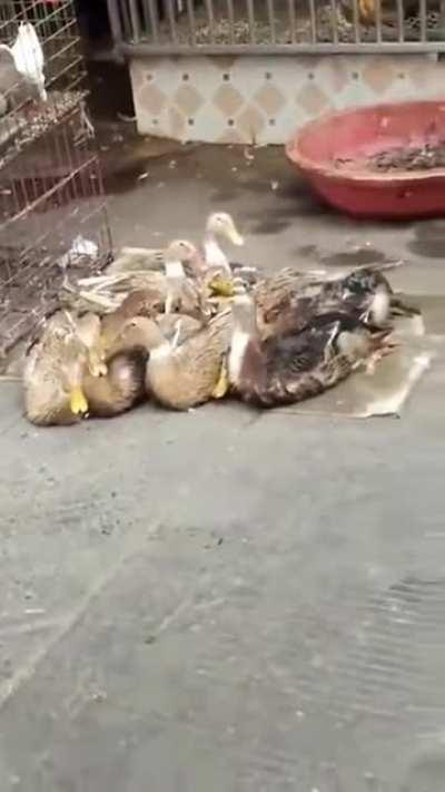 Uma parte dos eleitores brasileiros após o resultado final da eleição.