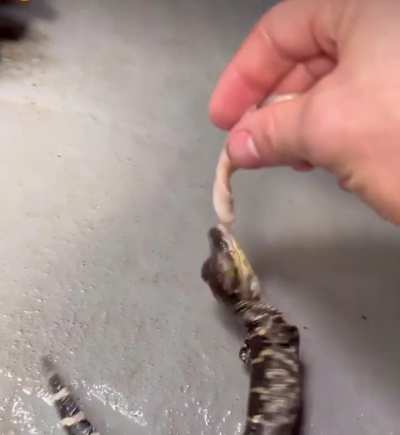 Baby gator just started its first death roll.