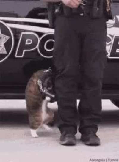 as long as there is a wunk, peace will be a crime.