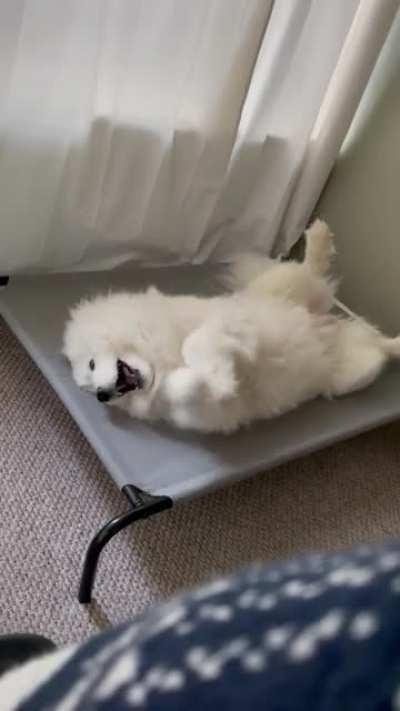 Tofu getting his daily morning yoga in! Make sure you volume is on.