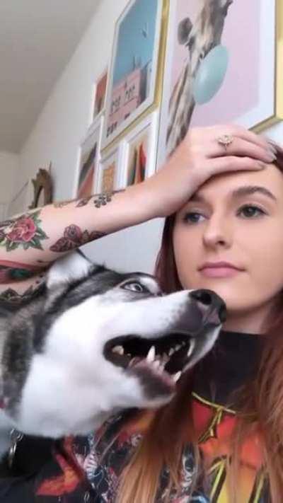 This is what happens when you say a big no to husky. So don't do it