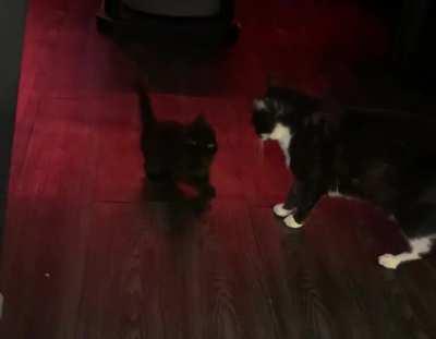 Our newly adopted illegal criminal attacking the resident chonk.