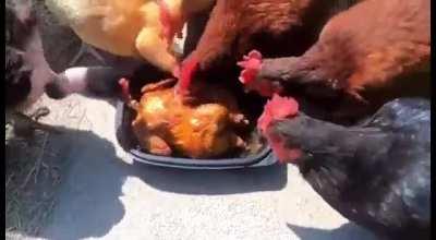 Chicken cannibalism
