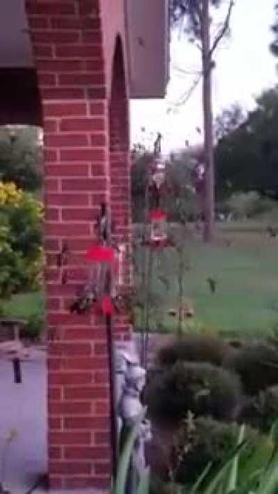 I don't know why but this flock of hummingbirds makes me uncomfortable.