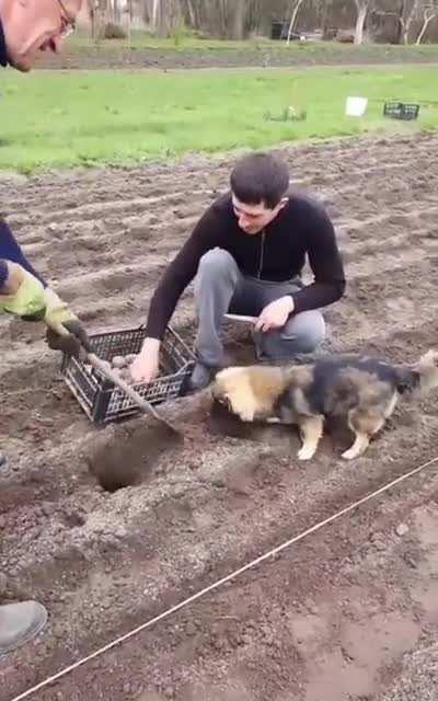 I can halp with potatoes too