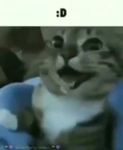 Miren otro gato grosero 🐱