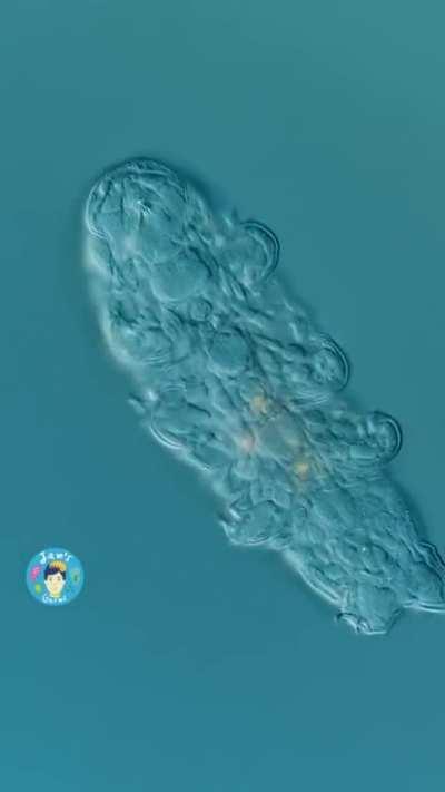 Close Up Look - Tardigrade/Water Bear