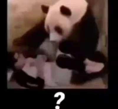 Panda trolado