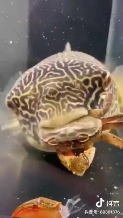 This fish is deceptive in appearance, but it is very fierce...!!