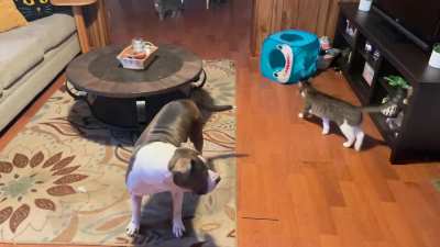 They’ve recruited the dog to their cause now