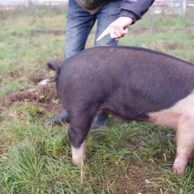 Straightening a pigs tail