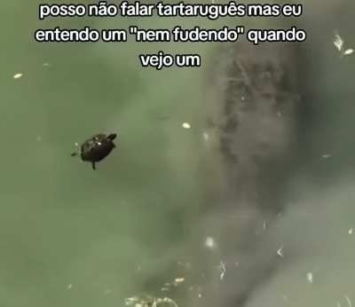 Nem fudendo
