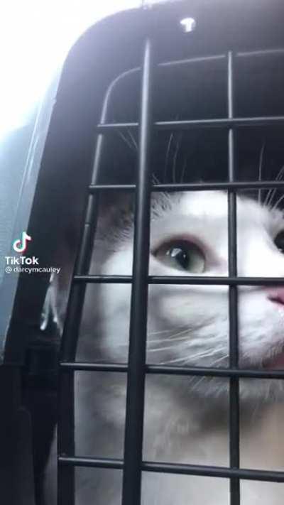 All the teefies (not my video)