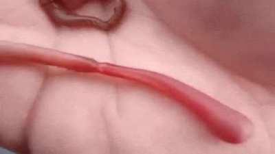 Bloodworm extending its proboscis and showing its fangs