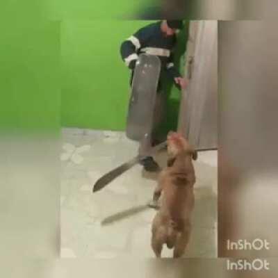 Pasa que el perro no muerde