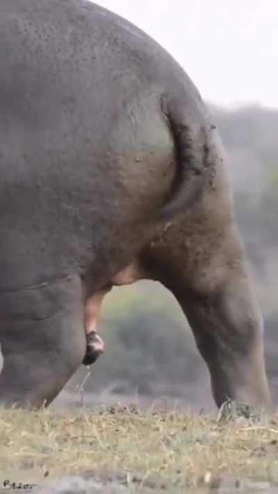 Hippo cleaning butt
