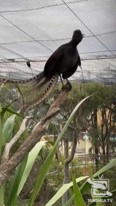 This lyrebird started mimicking the ambient sounds of his zoo