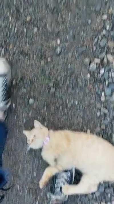 My cat was following me up my driveway