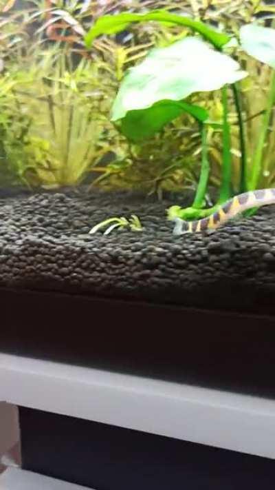 Loach zoomies