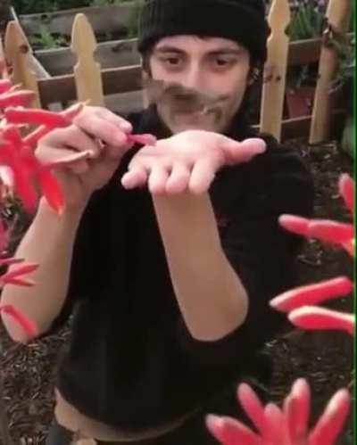 Gaining trust of a humming bird