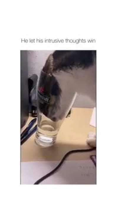 Why are cats like this 😂🤣