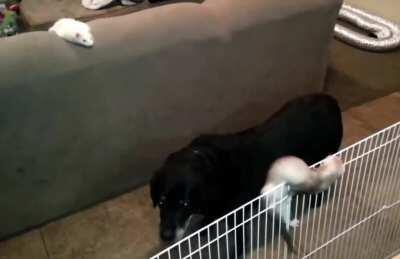Dog helps ferret to escape over pet gates