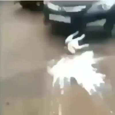 Full video. Dog was not harmed