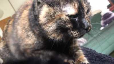 Getting a good massage today, with loud purrs