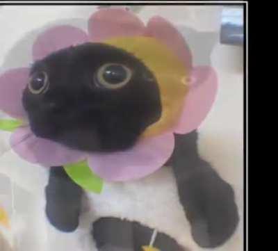 wordington jinx, my beloved