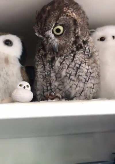 New member of the family