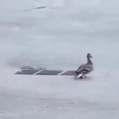 The ducklings vented!!