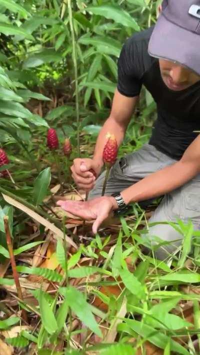 Zingiber as nature shampoo 