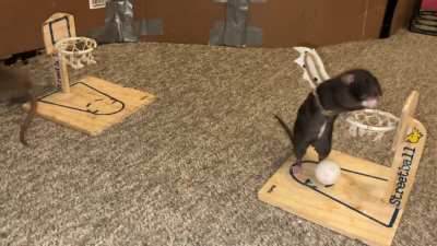 My incredible pet rats Coffee (agouti) and Cracker (black) playing the spooky version of vs basketball!